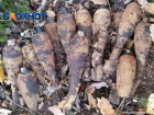 В Крымском районе грибники обнаружили в лесу 17 минометных мин