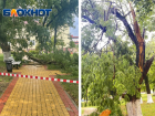 В Крымском районе в сельском парке молния ударила в дерево 
