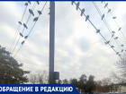 «Очень неприятно»: жительница Крымска пожаловалась на голубей в центральном парке 