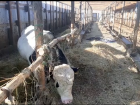 В Крымском районе полицейские задержали работника фермы, который украл 14 быков
