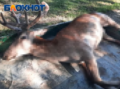 Полиция разыскивает водителя, сбившего в Крымском районе благородного оленя