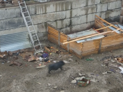 В Крымске мужчина развел свинарник возле нового детского сада