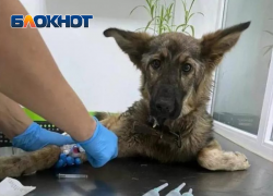 В Абинском районе мужчина избил свою собаку тяпкой