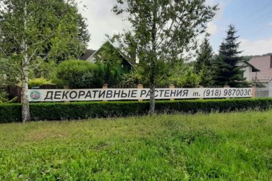 Декоративные растения