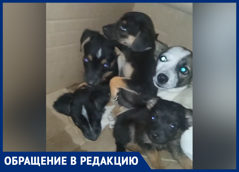 Житель Крымска спас, обреченных на смерть щенков и их мать