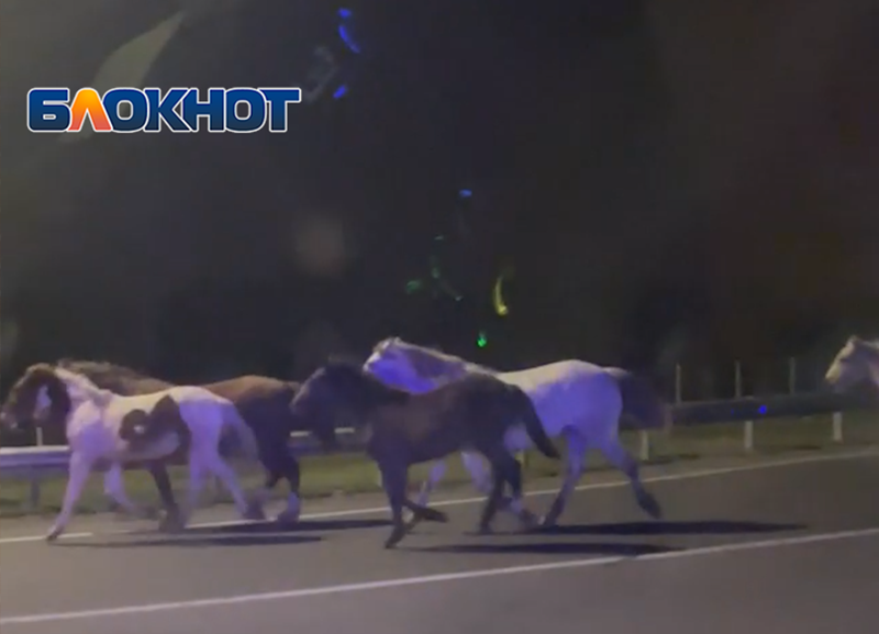 В Абинске на трассе было замечено стадо лошадей