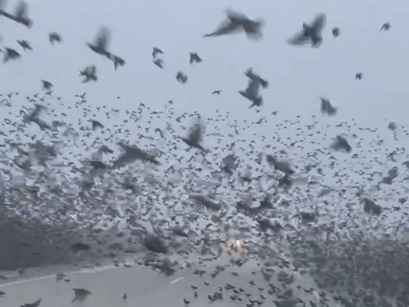 Облака из птиц: мурмурация под Темрюком попала на видео