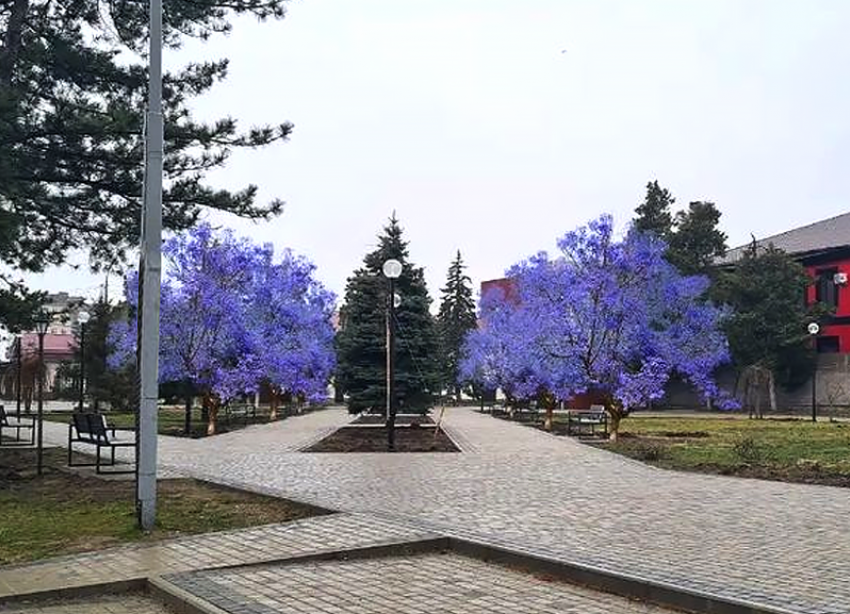 В Крымске на ул.Ленина  на месте спиленных деревьев высадят павловнии