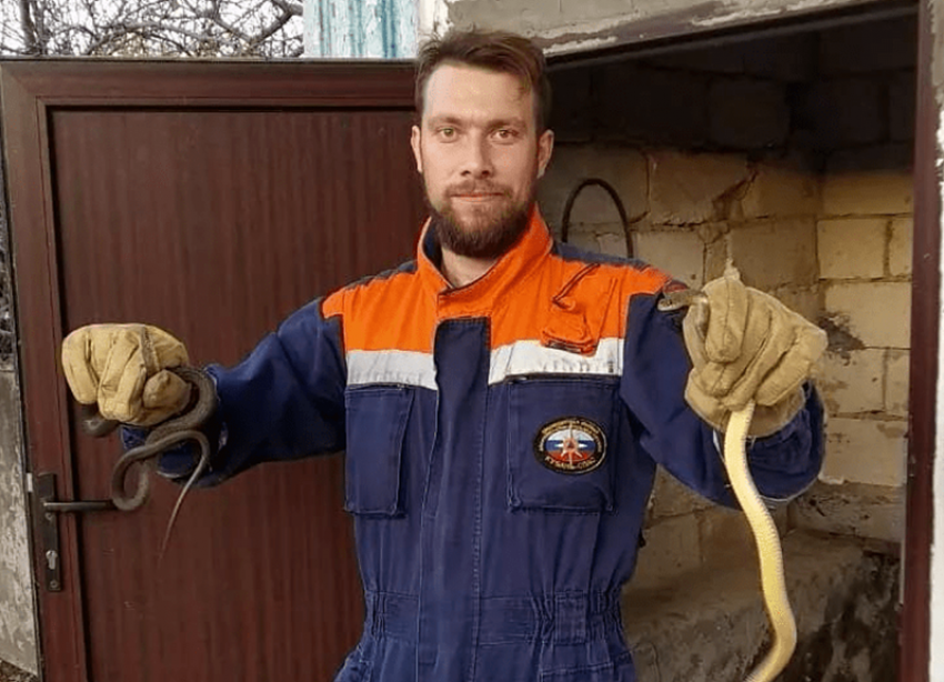 В Крымском районе в подвале  жилого дома спасатели выловили пять змей